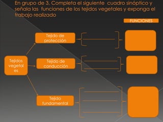 FUNCIONES
Tejido de
protección

Tejidos
vegetal
es

Tejido de
conducción

Tejido
fundamental

 