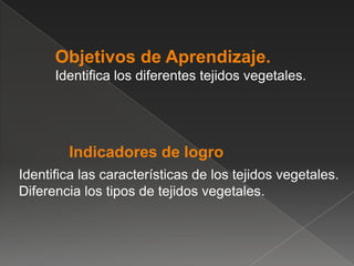 Objetivos de Aprendizaje.
Identifica los diferentes tejidos vegetales.

Indicadores de logro
Identifica las característica...