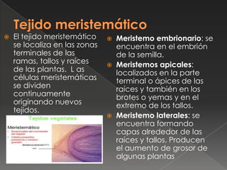 

El tejido meristemático
se localiza en las zonas
terminales de las
ramas, tallos y raíces
de las plantas. L as
células ...