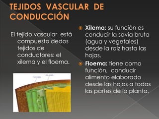 El tejido vascular está
compuesto dedos
tejidos de
conductores: el
xilema y el floema.





Xilema: su función es
conduc...