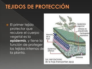

El primer tejido
protector que
recubre el cuerpo
vegetal es la
epidermis, y tiene la
función de proteger
los tejidos in...