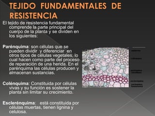 El tejido de resistencia fundamental
comprende la parte principal del
cuerpo de la planta y se dividen en
los siguientes:
...