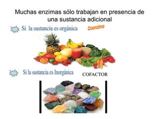 Muchas enzimas sólo trabajan en presencia de
una sustancia adicional