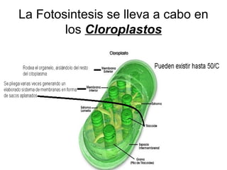 La Fotosintesis se lleva a cabo en
los Cloroplastos