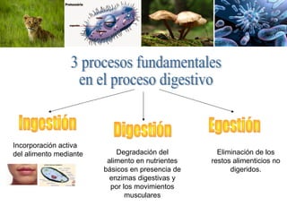 Incorporación activa
del alimento mediante Degradación del
alimento en nutrientes
básicos en presencia de
enzimas digestivas y
por los movimientos
musculares
Eliminación de los
restos alimenticios no
digeridos.
