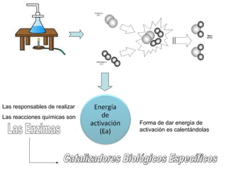 Forma de dar energía de
activación es calentándolas
Las responsables de realizar
Las reacciones químicas son
