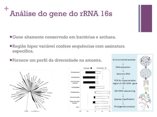 +
Análise do gene do rRNA 16s
nGene altamente conservado em bactérias e archaea.
nRegião hiper variável confere sequências com assinatura
específica.
nFornece um perfil da diversidade na amostra.
 