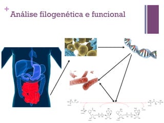 +
Análise filogenética e funcional
 