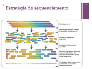+
Estratégia de sequenciamento
24
 