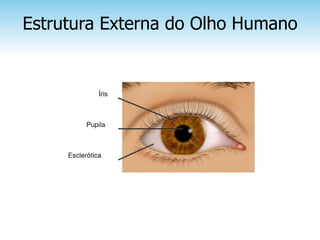 Estrutura Externa do Olho Humano
 
