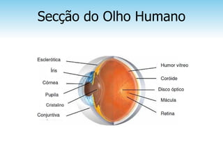 Secção do Olho Humano
 