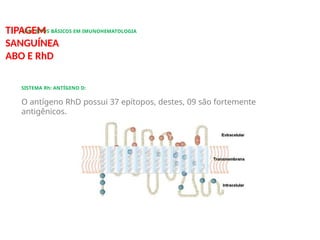CONCEITOS BÁSICOS EM IMUNOHEMATOLOGIA
TIPAGEM
SANGUÍNEA
ABO E RhD
SISTEMA Rh: ANTÍGENO D:
O antígeno RhD possui 37 epítopos, destes, 09 são fortemente
antigênicos.
 