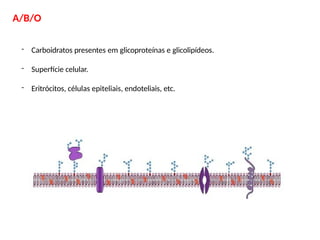 A/B/O
- Carboidratos presentes em glicoproteínas e glicolipídeos.
- Superfície celular.
- Eritrócitos, células epiteliais, endoteliais, etc.
 