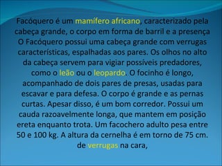 Facóquero é um  mamífero   africano , caracterizado pela cabeça grande, o corpo em forma de barril e a presença O Facóquero possui uma cabeça grande com verrugas características, espalhadas aos pares. Os olhos no alto da cabeça servem para vigiar possíveis predadores, como o  leão  ou o  leopardo . O focinho é longo, acompanhado de dois pares de presas, usadas para escavar e para defesa. O corpo é grande e as pernas curtas. Apesar disso, é um bom corredor. Possui um cauda razoavelmente longa, que mantem em posição ereta enquanto trota. Um facochero adulto pesa entre 50 e 100 kg. A altura da cernelha é em torno de 75 cm. de  verrugas  na cara, 
