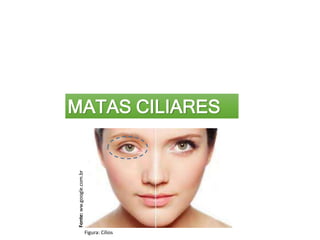 MATAS CILIARES
Figura: Cílios
Fonte:
ww.google.com.br
 