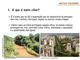 1. O que é mata ciliar?
 É o nome que se dá à vegetação que se desenvolve às margens
dos rios, riachos, córregos, lagoas ou outros corpos d’água;
 Assim como os cílios protegem nossos olhos, as matas ciliares
protegem os rios, servindo como filtro, mantendo a qualidade
e a quantidade das águas;
MATAS CILIARES
Figura: Rio Corrente
Foto:
Sebastião
Nascimento,
2013
Figura: Canal de marapendi, RJ
 