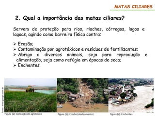 2. Qual a importância das matas ciliares?
Servem de proteção para rios, riachos, córregos, lagos e
lagoas, agindo como barreira física contra:
 Erosão;
 Contaminação por agrotóxicos e resíduos de fertilizantes;
 Abrigo a diversos animais, seja para reprodução e
alimentação, seja como refúgio em épocas de seca;
 Enchentes
MATAS CILIARES
Figura (a): Aplicação de agrotóxico
Fonte:
www.google.com.br
Figura (b): Erosão (deslizamento) Figura (c): Enchentes
 