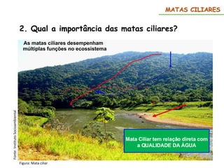 2. Qual a importância das matas ciliares?
MATAS CILIARES
As matas ciliares desempenham
múltiplas funções no ecossistema
Mata Ciliar tem relação direta com
a QUALIDADE DA ÁGUA
Figura: Mata ciliar
Fonte:
Instituto
Socioambiental
 