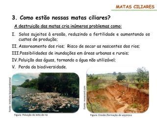 3. Como estão nossas matas ciliares?
A destruição das matas cria inúmeros problemas como:
I. Solos sujeitos à erosão, reduzindo a fertilidade e aumentando os
custos de produção;
II. Assoreamento dos rios; Risco de secar as nascentes dos rios;
III.Possibilidades de inundações em áreas urbanas e rurais;
IV. Poluição das águas, tornando a água não utilizável;
V. Perda da biodiversidade.
MATAS CILIARES
Figura: Poluição do leito de rio
Fonte:
Instituto
Socioambiental
Figura: Erosão (formação de voçoroca
Fonte:
msrecord.com
 