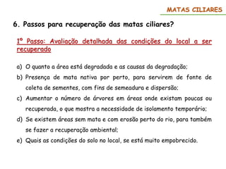 6. Passos para recuperação das matas ciliares?
MATAS CILIARES
1º Passo: Avaliação detalhada das condições do local a ser
recuperado
a) O quanto a área está degradada e as causas da degradação;
b) Presença de mata nativa por perto, para servirem de fonte de
coleta de sementes, com fins de semeadura e dispersão;
c) Aumentar o número de árvores em áreas onde existam poucas ou
recuperada, o que mostra a necessidade de isolamento temporário;
d) Se existem áreas sem mata e com erosão perto do rio, para também
se fazer a recuperação ambiental;
e) Quais as condições do solo no local, se está muito empobrecido.
 