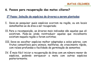 6. Passos para recuperação das matas ciliares?
MATAS CILIARES
2º Passo: Seleção de espécies de árvores a serem plantadas
I. Deve-se pesquisar quais espécies ocorrem na região, ou em locais
semelhantes ao da área a ser recuperada;
II. Para a recomposição, as árvores mais indicadas são aquelas que ali
existiram. Pode-se ainda reintroduzir aquelas que inicialmente
existiam naquela região e foram extintas;
III. Deve-se escolher espécies melhor adaptadas a solos pobres, com
frutos comestíveis para animais, melíferas, de crescimento rápido,
com raízes profundas e facilidade de germinação de sementes;
IV. É mais fácil iniciar a recuperação da área com um número menor de
espécies, podendo enriquecer a mata com outras espécies
posteriormente;
 