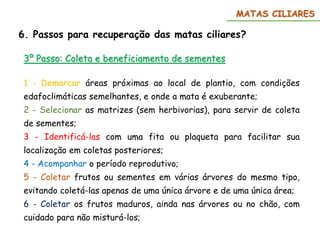 6. Passos para recuperação das matas ciliares?
MATAS CILIARES
3º Passo: Coleta e beneficiamento de sementes
1 - Demarcar áreas próximas ao local de plantio, com condições
edafoclimáticas semelhantes, e onde a mata é exuberante;
2 - Selecionar as matrizes (sem herbivorias), para servir de coleta
de sementes;
3 - Identificá-las com uma fita ou plaqueta para facilitar sua
localização em coletas posteriores;
4 - Acompanhar o período reprodutivo;
5 - Coletar frutos ou sementes em várias árvores do mesmo tipo,
evitando coletá-las apenas de uma única árvore e de uma única área;
6 - Coletar os frutos maduros, ainda nas árvores ou no chão, com
cuidado para não misturá-los;
 