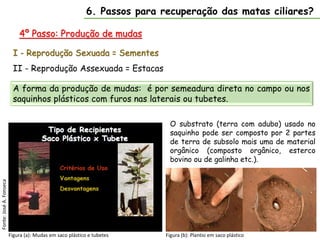 6. Passos para recuperação das matas ciliares?
4º Passo: Produção de mudas
A forma da produção de mudas: é por semeadura direta no campo ou nos
saquinhos plásticos com furos nas laterais ou tubetes.
I - Reprodução Sexuada = Sementes
II - Reprodução Assexuada = Estacas
Figura (a): Mudas em saco plástico e tubetes
Fonte:
José
A.
Fonseca
Figura (b): Plantio em saco plástico
O substrato (terra com adubo) usado no
saquinho pode ser composto por 2 partes
de terra de subsolo mais uma de material
orgânico (composto orgânico, esterco
bovino ou de galinha etc.).
 