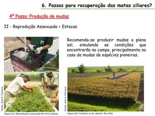 6. Passos para recuperação das matas ciliares?
4º Passo: Produção de mudas
II - Reprodução Assexuada = Estacas
Figura (a): Reprodução assexuada de mini-estacas
Fonte:
José
A.
Fonseca
Fonte:
José
A.
Fonseca
Figura (b): Canteiro a céu aberto: No chão
Recomenda-se produzir mudas a pleno
sol, simulando as condições que
encontrarão no campo, principalmente no
caso de mudas de espécies pioneiras.
 