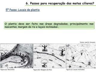 5º Passo: Locais de plantio
O plantio deve ser feito nas áreas degradadas, principalmente nas
nascentes, margem de rio e laçais inclinados:.
Fonte: José A. Fonseca
Figura (b): Margens de Rios
6. Passos para recuperação das matas ciliares?
Figura (a): Nascentes Figura (c): Locais inclinados
 