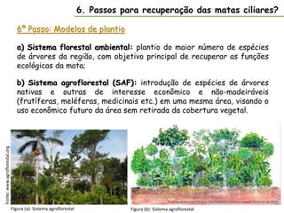 6º Passo: Modelos de plantio
Fonte:
www.agroflorestal.org
6. Passos para recuperação das matas ciliares?
Figura (a): Sistema agroflorestal
a) Sistema florestal ambiental: plantio do maior número de espécies
de árvores da região, com objetivo principal de recuperar as funções
ecológicas da mata;
b) Sistema agroflorestal (SAF): introdução de espécies de árvores
nativas e outras de interesse econômico e não-madeiráveis
(frutíferas, meléferas, medicinais etc.) em uma mesma área, visando o
uso econômico futuro da área sem retirada da cobertura vegetal.
Figura (b): Sistema agroflorestal
 