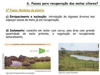 6º Passo: Modelos de plantio
Fonte:
José
A.
Fonseca
Figura (b): Enriquecimento ou nucleação
6. Passos para recuperação das matas ciliares?
Figura (c): Locais inclinados
c) Enriquecimento e nucleação: introdução de algumas árvores nos
espaços vazios da mata já em recuperação.
d) Isolamento: consiste em isolar com cerca, uma área com grande
quantidade de mata próxima, e vegetação se recuperando
naturalmente.
 