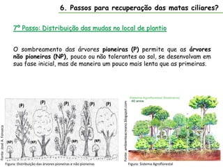 7º Passo: Distribuição das mudas no local de plantio
Fonte:
José
A.
Fonseca
6. Passos para recuperação das matas ciliares?
Figura: Distribuição das árvores pioneiras e não pioneiras
O sombreamento das árvores pioneiras (P) permite que as árvores
não pioneiras (NP), pouco ou não tolerantes ao sol, se desenvolvam em
sua fase inicial, mas de maneira um pouco mais lenta que as primeiras.
Fonte:
ambienteacreano.blogspot.com
Figura: Sistema Agroflorestal
 