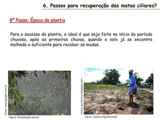 8º Passo: Época de plantio
Fonte:
www.google.com.br 6. Passos para recuperação das matas ciliares?
Figura: Precipitação pluvial
Para o sucesso do plantio, o ideal é que seja feito no início do período
chuvoso, após as primeiras chuvas, quando o solo já se encontra
molhado o suficiente para receber as mudas.
Fonte:
porsiminas.blogspot.com
Figura: Sistema Agroflorestal
 