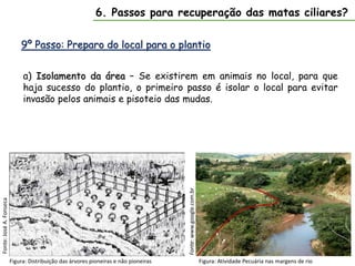 9º Passo: Preparo do local para o plantio
6. Passos para recuperação das matas ciliares?
a) Isolamento da área – Se existirem em animais no local, para que
haja sucesso do plantio, o primeiro passo é isolar o local para evitar
invasão pelos animais e pisoteio das mudas.
Fonte:
José
A.
Fonseca
Figura: Distribuição das árvores pioneiras e não pioneiras Figura: Atividade Pecuária nas margens de rio
Fonte:
www.google.com.br
 