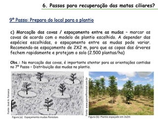 9º Passo: Preparo do local para o plantio
6. Passos para recuperação das matas ciliares?
c) Marcação das covas / espaçamento entre as mudas – marcar as
covas de acordo com o modelo de plantio escolhido. A depender das
espécies escolhidas, o espaçamento entre as mudas pode variar.
Recomenda-se espaçamento de 2X2 m, para que as copas das árvores
fechem rapidamente e protejam o solo (2.500 plantas/ha)
Obs.: Na marcação das covas, é importante atentar para as orientações contidas
no 7º Passo – Distribuição das mudas no plantio.
Figura (b): Plantio espaçado em 2x2m
Fonte:
www.painelflorestal.com.br
Figura (a): Espaçamento mudas florestais
Fonte:
José
A.
Fonseca
 