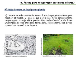 9º Passo: Preparo do local para o plantio
6. Passos para recuperação das matas ciliares?
d) Limpeza do solo – Antes de planar, é preciso preparar a terra para
receber as mudas. O ideal é que o solo não fique completamente
desprotegido, ou seja, não é preciso tirar todo o “mato”, e sim fazer
uma limpeza do local onde será feita a cova, o coroamento, num círculo
com mais ou menos 1 m de largura.
Figura (b): Coroamento em mudas florestais
Fonte:
www.ilhasverdes.com.br
Figura (a): Limpeza da área para plantio
Fonte:
José
A.
Fonseca
 