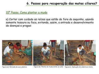 10º Passo: Como plantar a muda
6. Passos para recuperação das matas ciliares?
a) Cortar com cuidado as raízes que estão de fora do saquinho, usando
somente tesoura ou faca, evitando, assim, a entrada e desenvolvimento
de doenças e pragas:
Figura (a): Retirada do saco plástico Figura (b): Plantio da muda (rente ao solo) Figura (c): Aplicação de cobertura morta
 