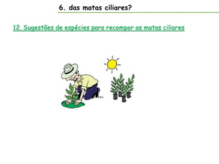 6. das matas ciliares?
12. Sugestões de espécies para recompor as matas ciliares
 