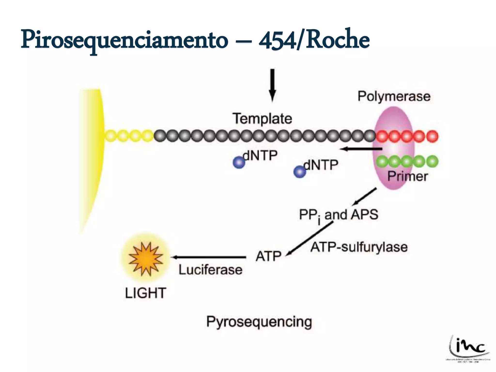 Pirosequenciamento – 454/Roche 
*dNTP – só um deles 
 