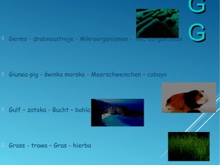  Germs - drobnoustroje - Mikroorganismen - microorganismos
 Giunea-pig - świnka morska - Meerschweinchen – cobayo
 Gulf – zatoka - Bucht – bahía
 Grass - trawa – Gras - hierba
GG
GG
 