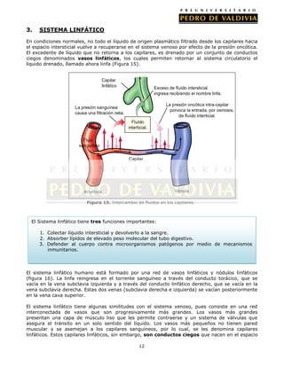 3.   SISTEMA LINFÁTICO

En condiciones normales, no todo el líquido de origen plasmático filtrado desde los capilares hacia
el espacio intersticial vuelve a recuperarse en el sistema venoso por efecto de la presión oncótica.
El excedente de líquido que no retorna a los capilares, es drenado por un conjunto de conductos
ciegos denominados vasos linfáticos, los cuales permiten retornar al sistema circulatorio el
líquido drenado, llamado ahora linfa (Figura 15).




                        Arteriola                                  Vénula

                          Figura 15. Intercambio de fluidos en los capilares.



  El Sistema linfático tiene tres funciones importantes:

     1. Colectar líquido intersticial y devolverlo a la sangre.
     2. Absorber lípidos de elevado peso molecular del tubo digestivo.
     3. Defender al cuerpo contra microorganismos patógenos por medio de mecanismos
        inmunitarios.



El sistema linfático humano está formado por una red de vasos linfáticos y nódulos linfáticos
(figura 16). La linfa reingresa en el torrente sanguíneo a través del conducto torácico, que se
vacía en la vena subclavia izquierda y a través del conducto linfático derecho, que se vacía en la
vena subclavia derecha. Estas dos venas (subclavia derecha e izquierda) se vacían posteriormente
en la vena cava superior.

El sistema linfático tiene algunas similitudes con el sistema venoso, pues consiste en una red
interconectada de vasos que son progresivamente más grandes. Los vasos más grandes
presentan una capa de músculo liso que les permite contraerse y un sistema de válvulas que
asegura el tránsito en un solo sentido del líquido. Los vasos más pequeños no tienen pared
muscular y se asemejan a los capilares sanguíneos, por lo cual, se les denomina capilares
linfáticos. Estos capilares linfáticos, sin embargo, son conductos ciegos que nacen en el espacio

                                                  12
 