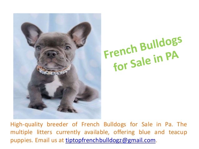 French Bulldogs For Sale In Tx