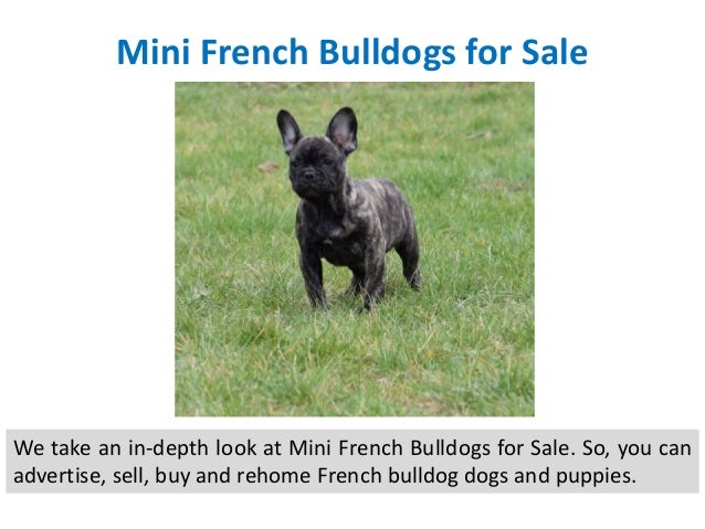 55+ Teacup French Bulldog Puppies For Sale