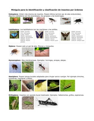 Miniguía para la identificación y clasificación de insectos por órdenes
Coleoptera: Orden más diverso de insectos. Poseen élitros (primer par de alas endurecidas).
Algunos coleópteros son los escarabajos, los gorgojos y las luciérnagas.
Lepidoptera: Los lepidópteros son las mariposas y las polillas.
REINO: Animalia
FILO: Arthropoda
CLASE: Insecta
ORDEN: Lepidoptera
FAMILIA: Nymphalidae
GÉNERO: Morpho
ESPECIE: Morpho
peleides
REINO: Animalia
FILO: Arthropoda
CLASE: Insecta
ORDEN: Lepidoptera
FAMILIA: Nymphalidae
GÉNERO: Morpho
ESPECIE: Morpho cypris
REINO: Animalia
FILO: Arthropoda
CLASE: Insecta
ORDEN: Lepidoptera
FAMILIA: Sphingidae
GÉNERO: Aellopos
ESPECIE: Aellopos titan
Diptera: Poseen solo un par de alas. Moscas y mosquitos.
Hymenoptera: Alas membranosas. Ejemplos: hormigas, avispas, abejas.
Hemiptera: Poseen piezas bucales adaptadas para chupar savia o sangre. Por ejemplo chinches,
chicharras, machacas y áfidos.
Orthoptera: Insectos con aparato bucal masticador. Ejemplos: Saltamontes, grillos, esperanzas.
 