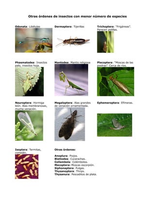 Otras órdenes de insectos con menor número de especies
Odonata: Libélulas Dermaptera: Tijerillas Trichoptera: “Frigáneas”.
Parecen polillas.
Phasmatodea: Insectos
palo, insectos hoja.
Mantodea: Mantis religiosa Plecoptera: “Moscas de las
piedras”. Cerca de ríos.
Neuroptera: Hormiga
león. Alas membranosas,
mucha venación.
Megaloptera: Alas grandes
de venación ornamentada.
Ephemeroptera: Efímeras.
Isoptera: Termitas,
comején.
Otras órdenes:
Anoplura: Piojos.
Blattodea: Cucarachas.
Collembola: Colémbolos.
Mecoptera: Moscas escorpión.
Siphonaptera: Pulgas.
Thysanoptera: Thrips.
Thysanura: Pescaditos de plata.
 