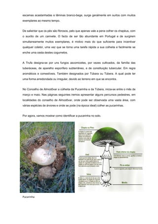 escamas acastanhadas e lâminas branco-bege, surge geralmente em surtos com muitos
exemplares ao mesmo tempo.
De salientar que os pés são fibrosos, pelo que apenas vale a pena colher os chapéus, com
o auxílio de um canivete. O facto de ser tão abundante em Portugal e de surgirem
simultaneamente muitos exemplares, é motivo mais do que suficiente para incentivar
qualquer coletor, uma vez que se torna uma tarefa rápida a sua colheita e facilmente se
enche uma cesta destes cogumelos.
A Trufa designa-se por uns fungos ascomicetes, por vezes cultivados, da família das
tuberáceas, de aparelho esporífero subterrâneo, e de constituição tubercular. Em regra
aromáticos e comestíveis. Também designados por Túbara ou Túbera. A qual pode ter
uma forma arredondada ou irregular, devido ao terreno em que se encontra.
No Concelho de Almodôvar a colheita da Pucarinha e da Túbera, inicia-se entre o mês de
março e maio. Nas páginas seguintes iremos apresentar alguns percursos pedestres, em
localidades do conselho de Almodôvar, onde pode ser observada uma vasta área, com
várias espécies de árvores e onde se pode (na época ideal) colher as pucarinhas.
Por agora, vamos mostrar como identificar a pucarinha no solo.
Pucarinha
 