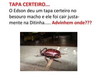 TAPA CERTEIRO... O Edson deu um tapa certeiro no besouro macho e ele foi cair justa- mente na Ditinha.....  Advinhem onde??? 