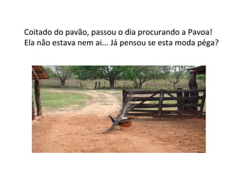 Coitado do pavão, passou o dia procurando a Pavoa! Ela não estava nem ai... Já pensou se esta moda péga? 
