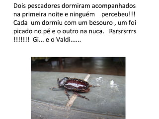 Dois pescadores dormiram acompanhados  na primeira noite e ninguém  percebeu!!! Cada  um dormiu com um besouro , um foi  picado no pé e o outro na nuca.  Rsrsrsrrrs !!!!!!!  Gi... e o Valdi...... 