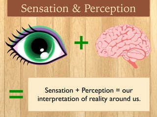 Sensation & Perception
+
= Sensation + Perception = our
interpretation of reality around us.
 